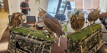 Erbil Zoo  Newcomers